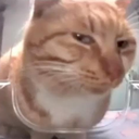 hmm-cat